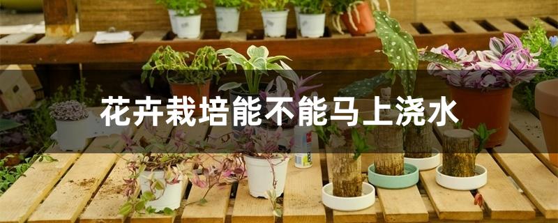 花卉栽培能不能马上浇水