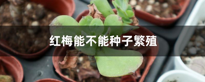 红梅能不能种子繁殖 红梅能不能种子繁殖