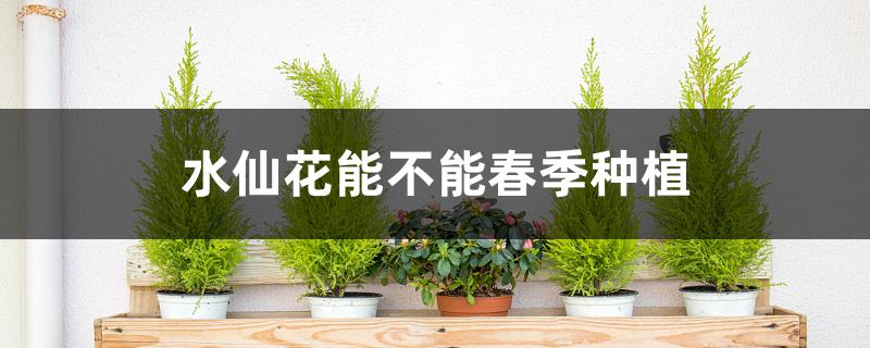 水仙花能不能春季种植