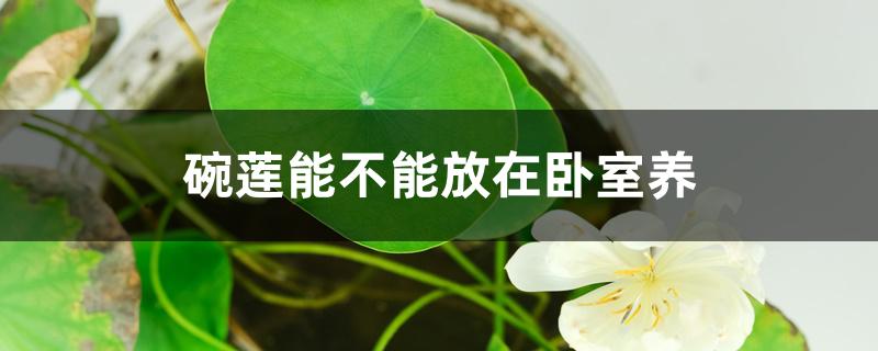 碗莲能不能放在卧室养 碗莲能不能放在卧室养