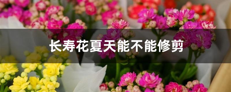 长寿花夏天能不能修剪