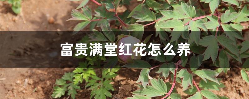富贵满堂红花怎么养