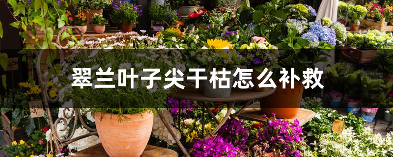翠兰叶子尖干枯怎么补救