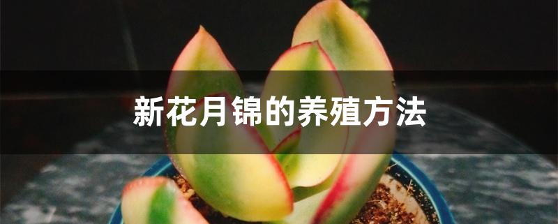 新花月锦的养殖方法