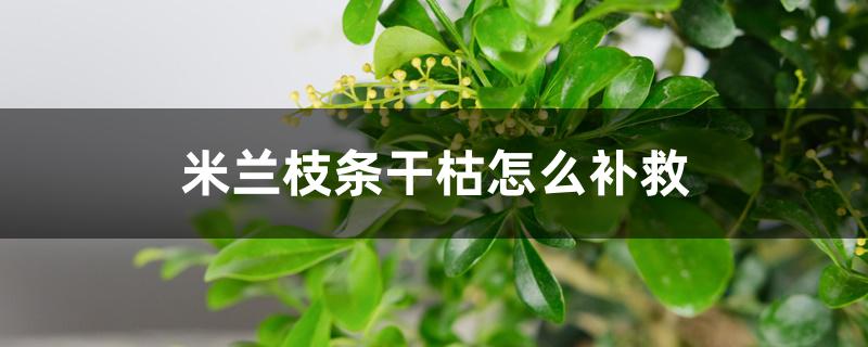 米兰枝条干枯怎么补救