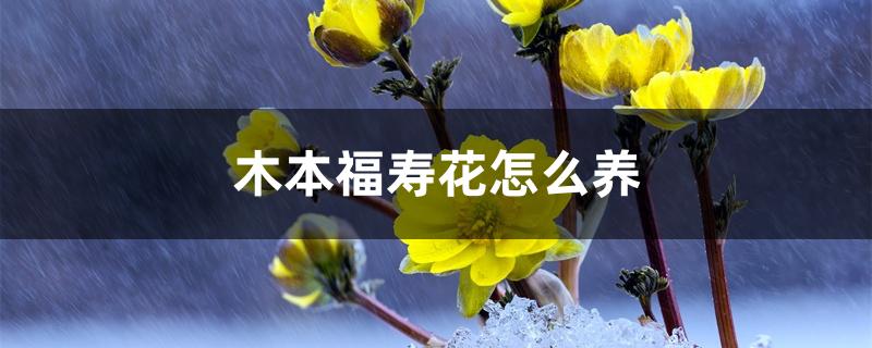 木本福寿花怎么养