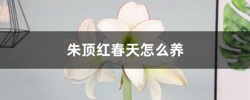 朱顶红春天怎么养 朱顶红春天怎么养