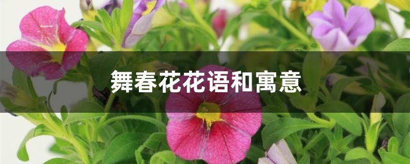 舞春花花语和寓意 舞春花花语和寓意