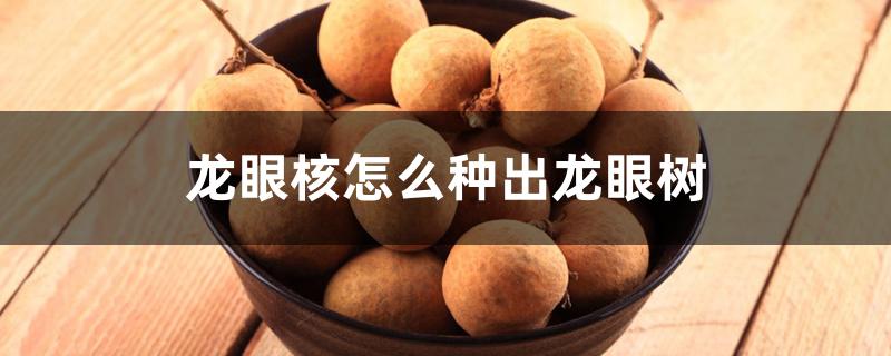 龙眼核怎么种出龙眼树 龙眼核怎么种出龙眼树