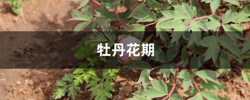 牡丹花期