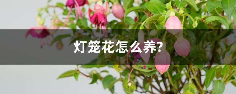 灯笼花怎么养? 灯笼花怎么养?