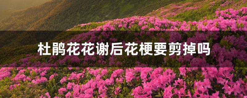 杜鹃花花谢后花梗要剪掉吗