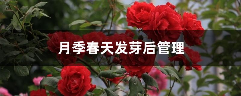 月季春天发芽后管理