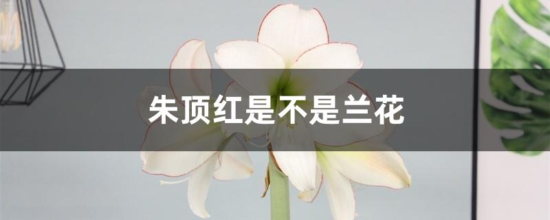 朱顶红是不是兰花