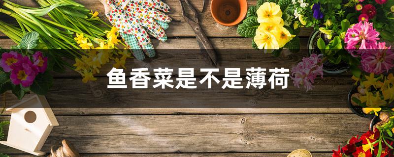 鱼香菜是不是薄荷 鱼香菜是不是薄荷