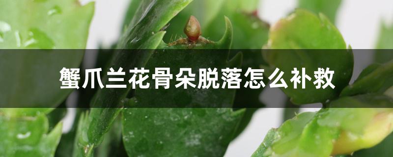 蟹爪兰花骨朵脱落怎么补救