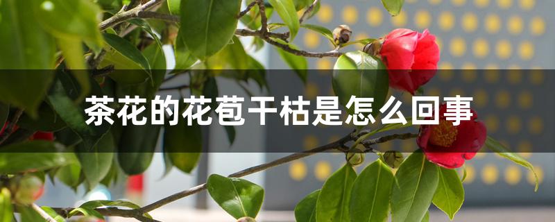 茶花的花苞干枯是怎么回事