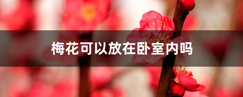 梅花可以放在卧室内吗