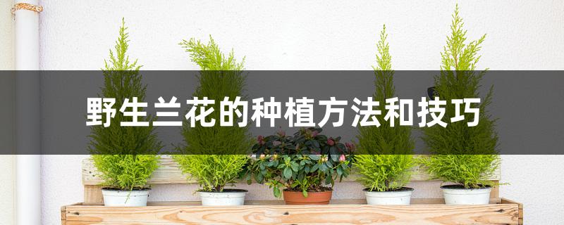 野生兰花的种植方法和技巧