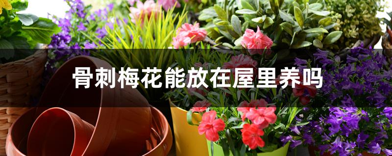 骨刺梅花能放在屋里养吗 骨刺梅花能放在屋里养吗