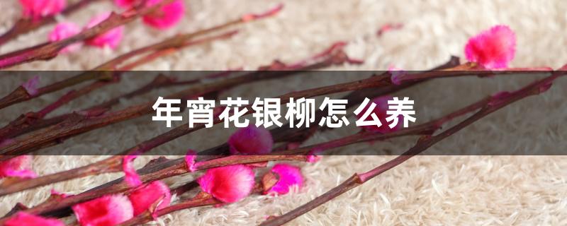 年宵花银柳怎么养