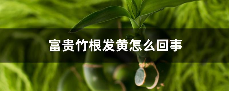 富贵竹根发黄怎么回事