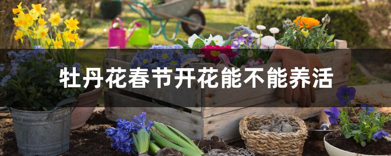 牡丹花春节开花能不能养活 牡丹花春节开花能不能养活