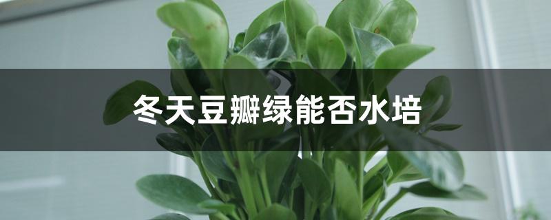 冬天豆瓣绿能否水培