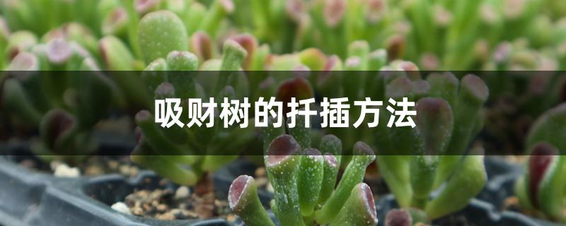 吸财树的扦插方法