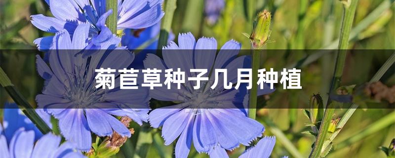 菊苣草种子几月种植