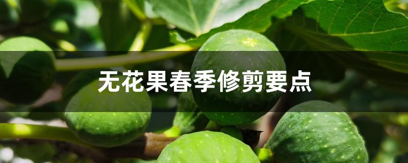 无花果春季修剪要点