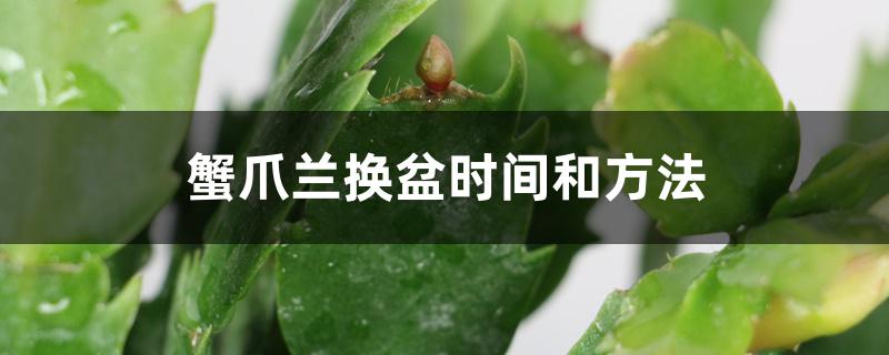 蟹爪兰换盆时间和方法