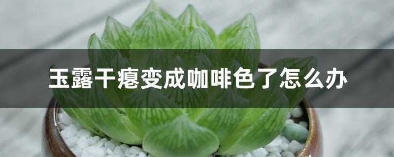 玉露干瘪变成咖啡色了怎么办