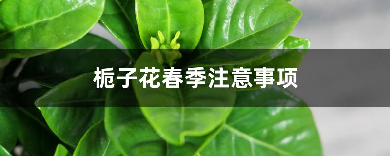 栀子花春季注意事项