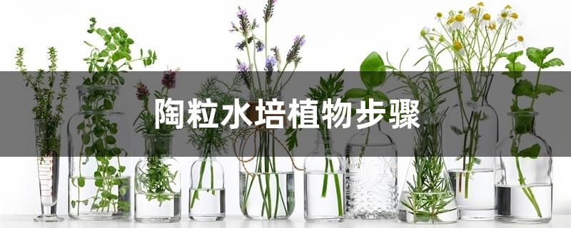 陶粒水培植物步骤