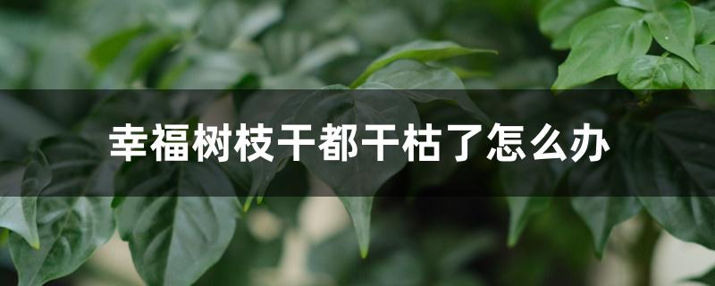 幸福树枝干都干枯了怎么办 幸福树枝干都干枯了怎么办