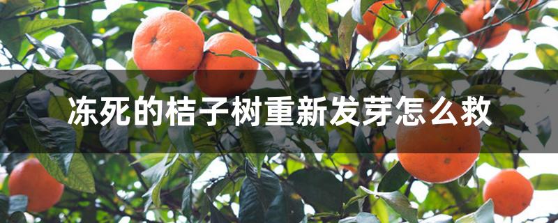 冻死的桔子树重新发芽怎么救 冻死的桔子树重新发芽怎么救