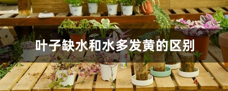 叶子缺水和水多发黄的区别 叶子缺水和水多发黄的区别