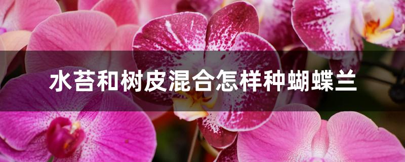 水苔和树皮混合怎样种蝴蝶兰