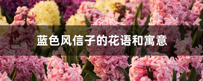 蓝色风信子的花语和寓意