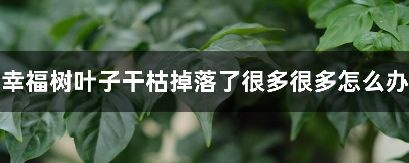 幸福树叶子干枯掉落了很多很多怎么办