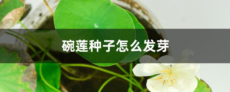 碗莲种子怎么发芽
