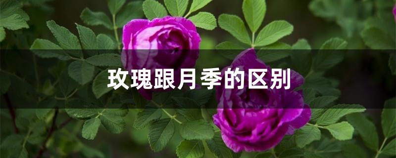 玫瑰跟月季的区别