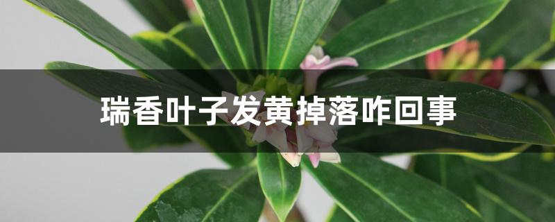 瑞香叶子发黄掉落咋回事