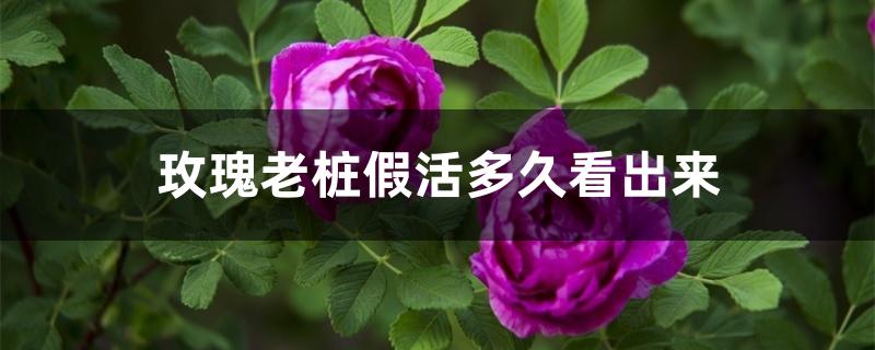 玫瑰老桩假活多久看出来