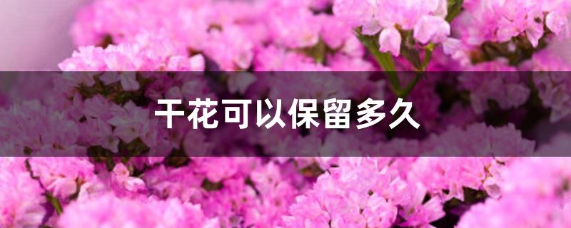 干花可以保留多久