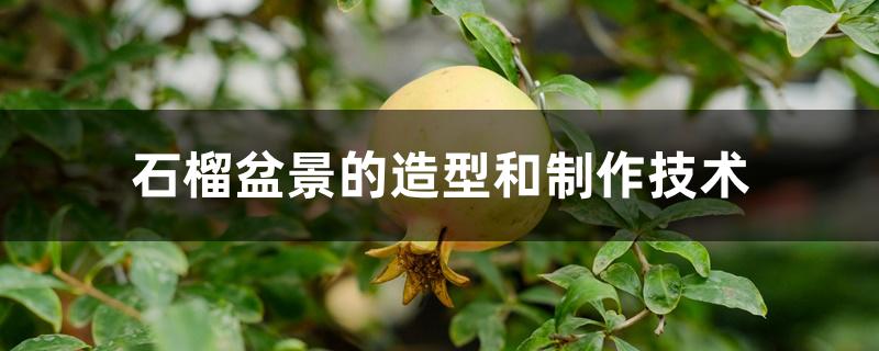 石榴盆景的造型和制作技术 石榴盆景的造型和制作技术