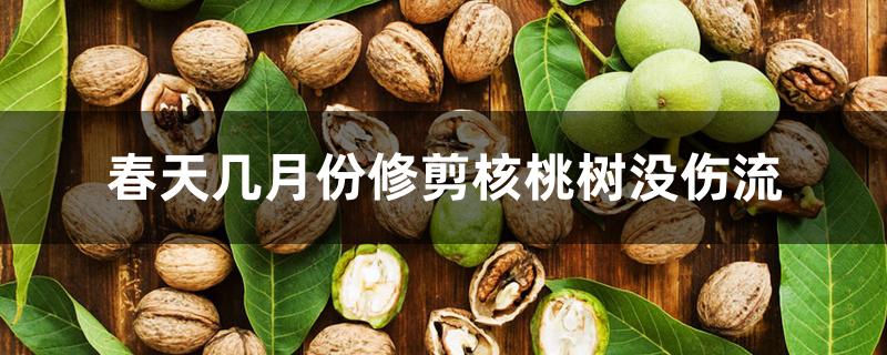 春天几月份修剪核桃树没伤流