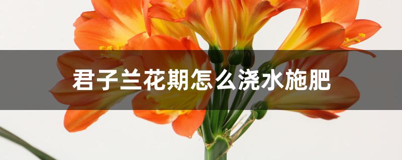 君子兰花期怎么浇水施肥