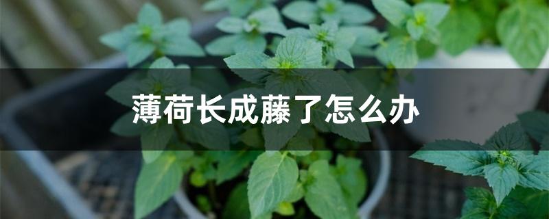 薄荷长成藤了怎么办